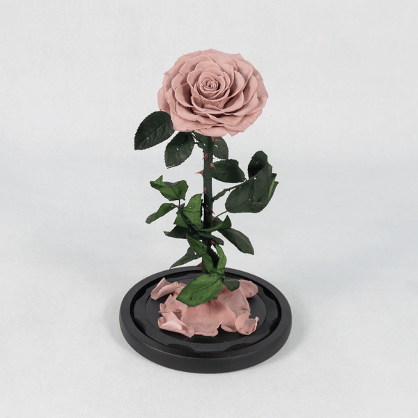 Pink preserved rose displayed in an elegant glass dome