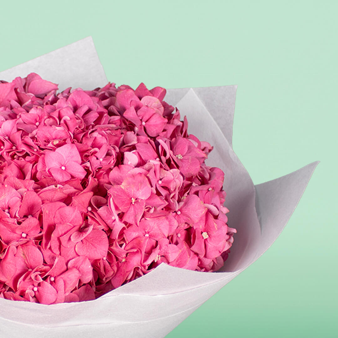 Bright pink hydrangeas wrapped in white non-woven paper with a brown ribbon