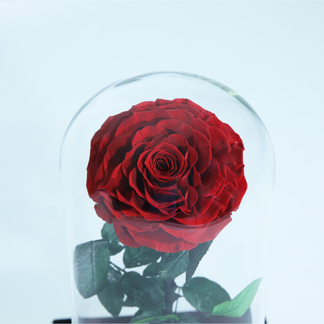 Preserved red rose displayed in an elegant glass dome