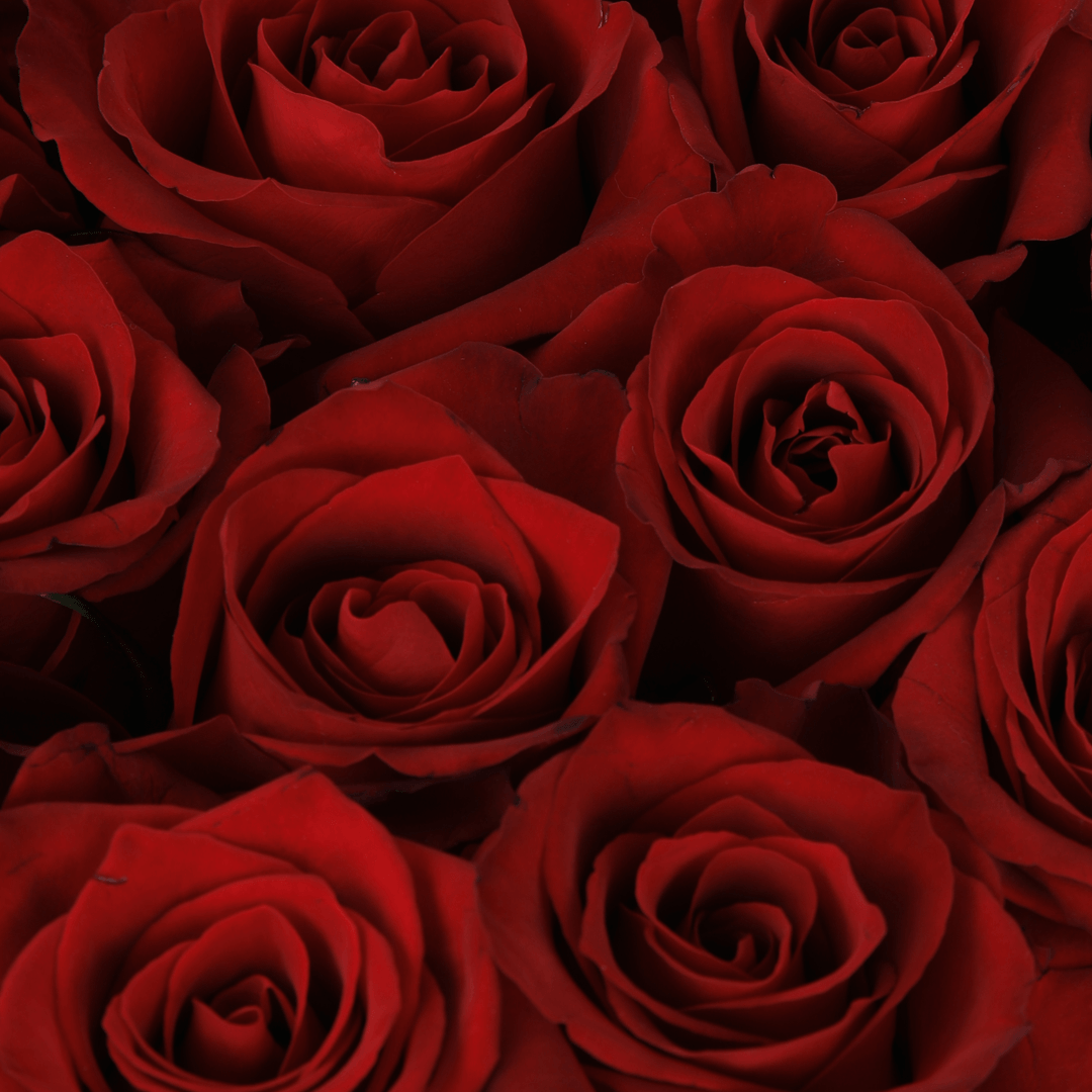 Crimson red rose box with 20 fresh roses in a black round gift box