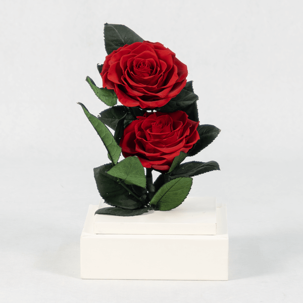 Preserved red roses in a acrylic box.