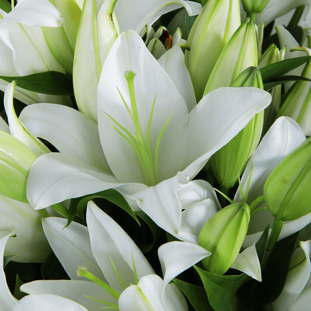 Bouquet of 10 fresh white Lilies with green foliage wrapped in white non-woven paper.
