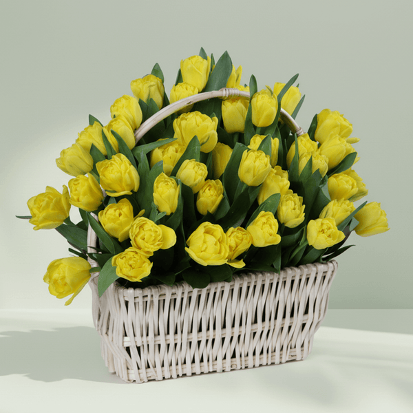 50 yellow tulips with greenery arranged in a square white woven basket
