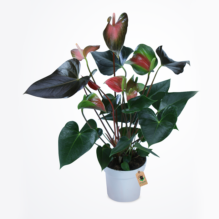 Anthurium Plant - Image 1