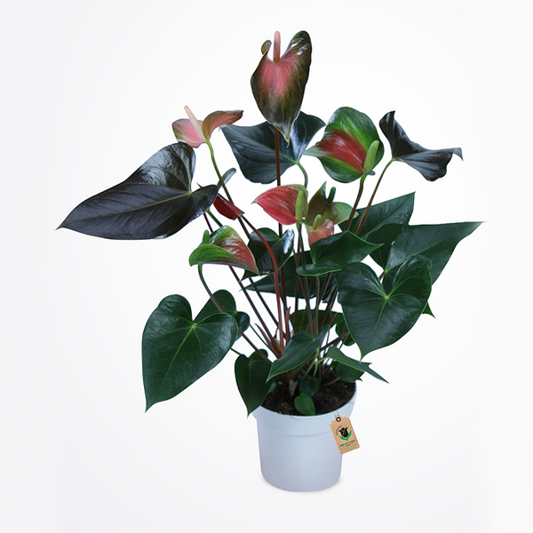 Anthurium Plant - Image 1