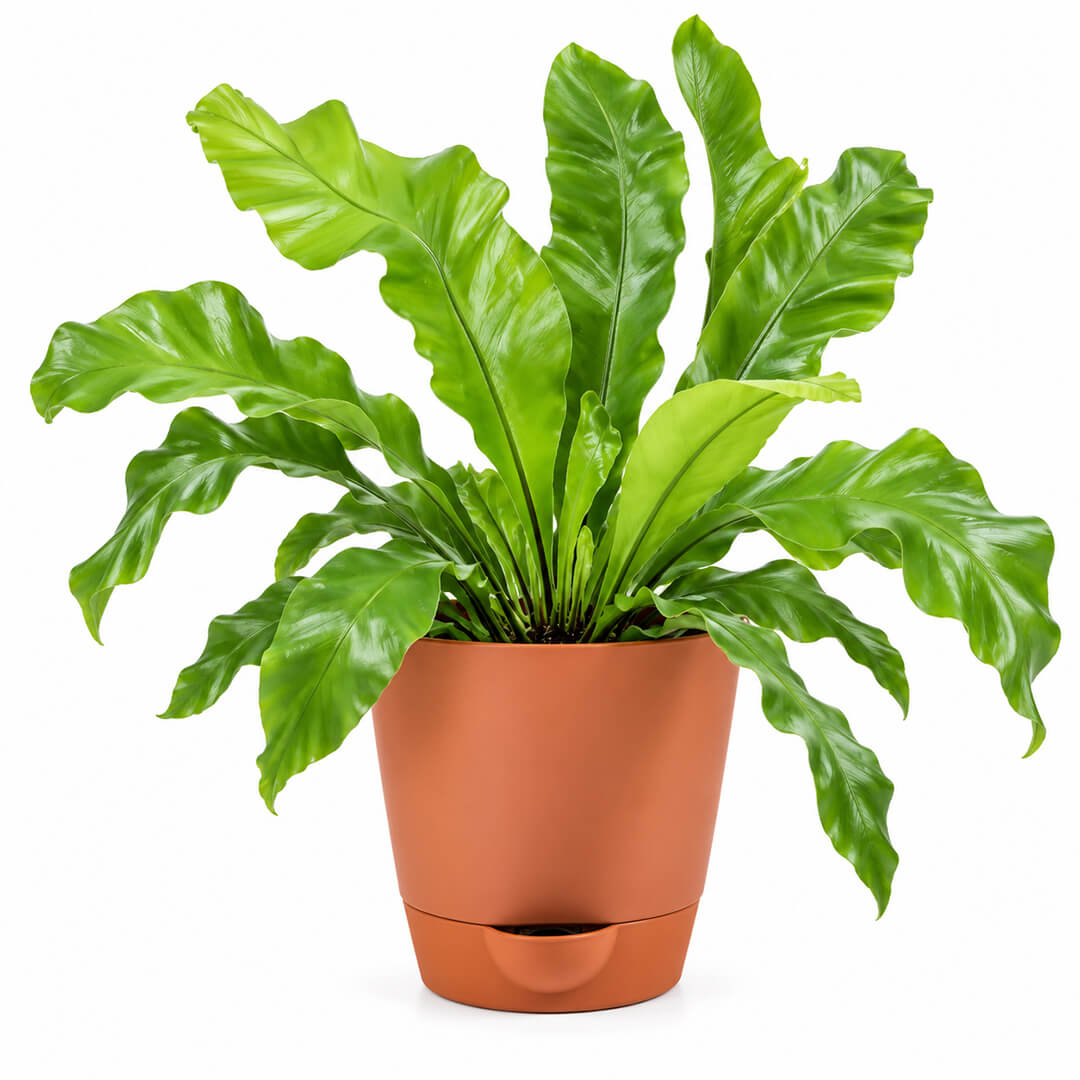 Glossy green asplenium fern rosette growing inside a 7-inch plastic pot.