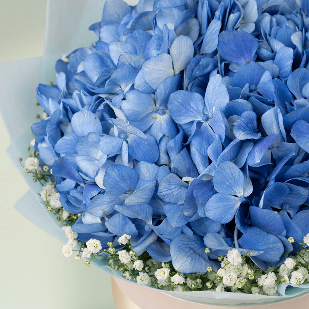 Blue Hydrangea and white Gypsophila flower box arrangement for elegant special occasion gifting