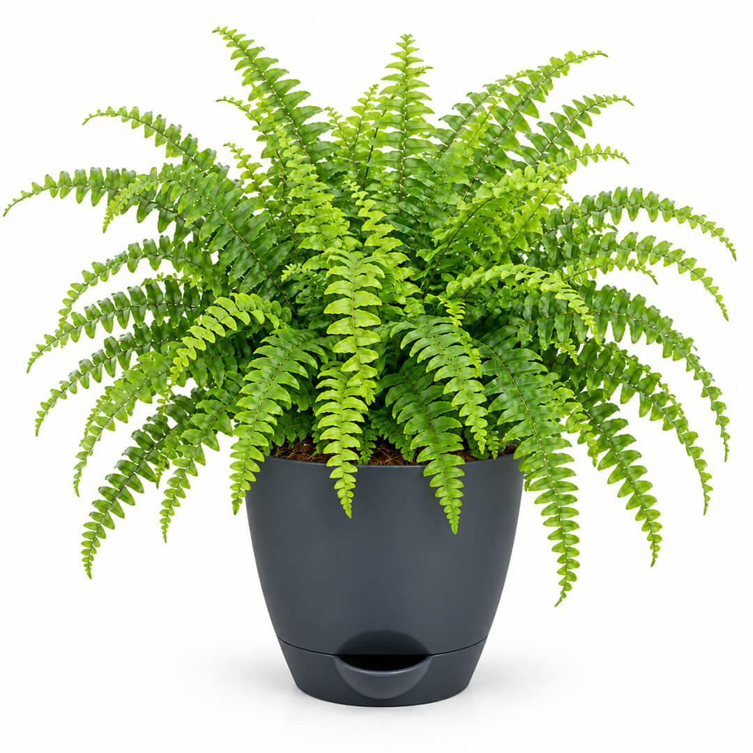 Feathery green boston fern houseplant planted in a 5-inch plastic pot.
