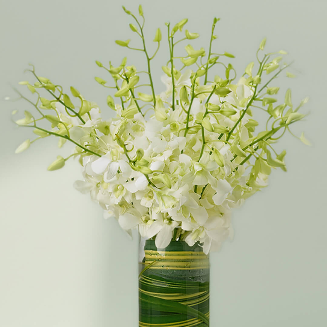 20 white orchids in a tall transparent glass cylinder vase decorated with green leaves.