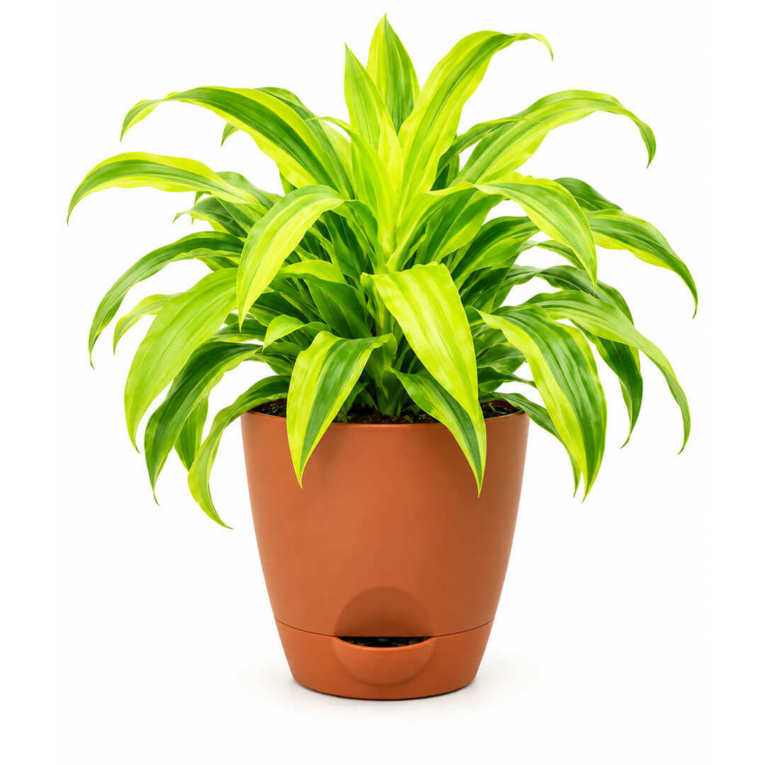 Upright green dracaena gold plant growing inside a 7-inch plastic pot.