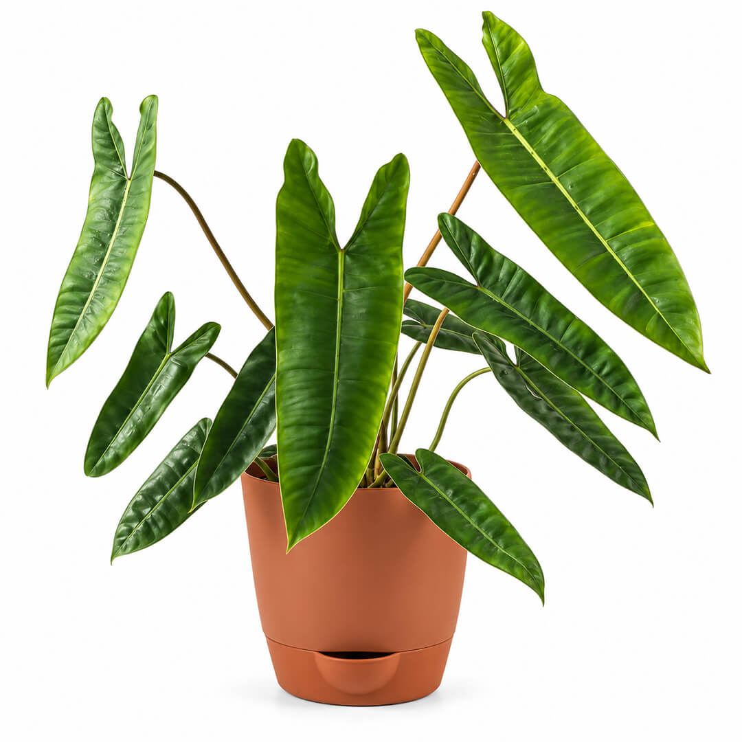Compact green philodendron belli houseplant displayed in a 5-inch plastic pot.