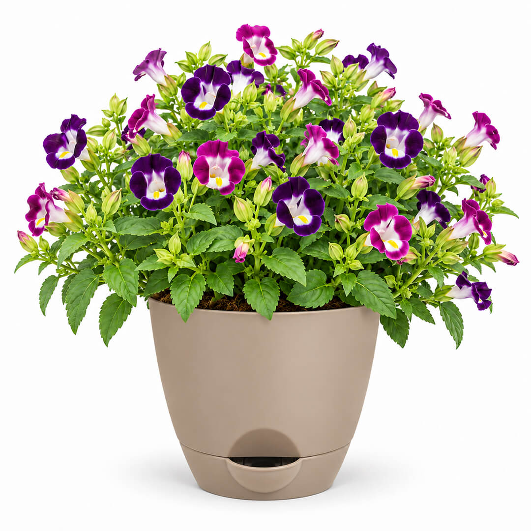Healthy green torrenia flowering plant growing in a 7-inch plastic pot.