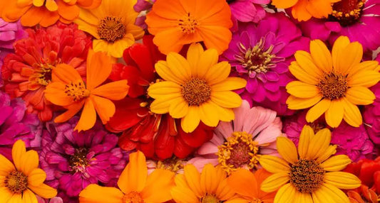 Searching Flower Shop Near me ? One Stop Shop To Buy Flowers