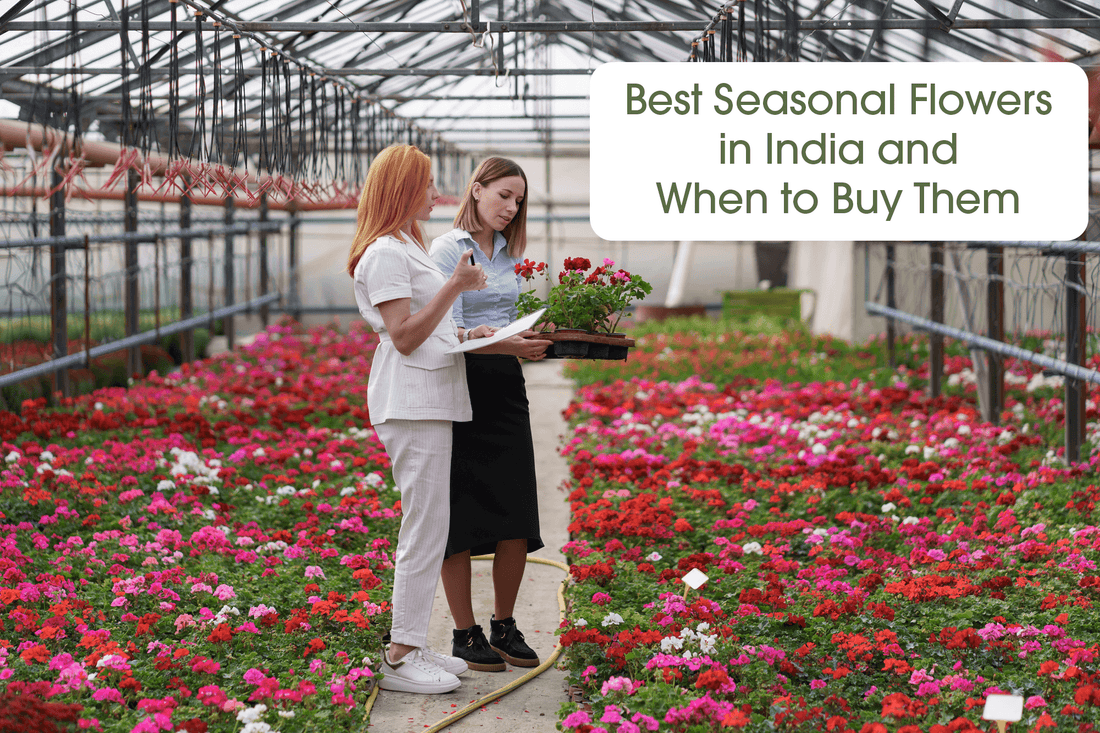 Best Seasonal Flowers in India and When to Buy Them
