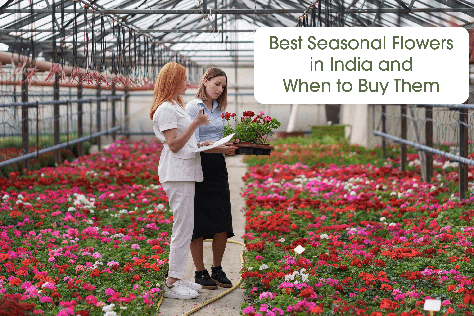 Best Seasonal Flowers in India and When to Buy Them