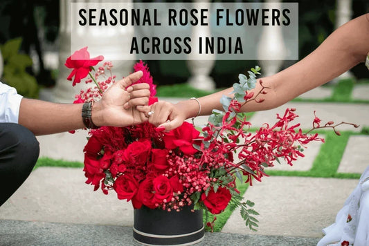 Captivating Colours: Seasonal Rose Flowers Across India