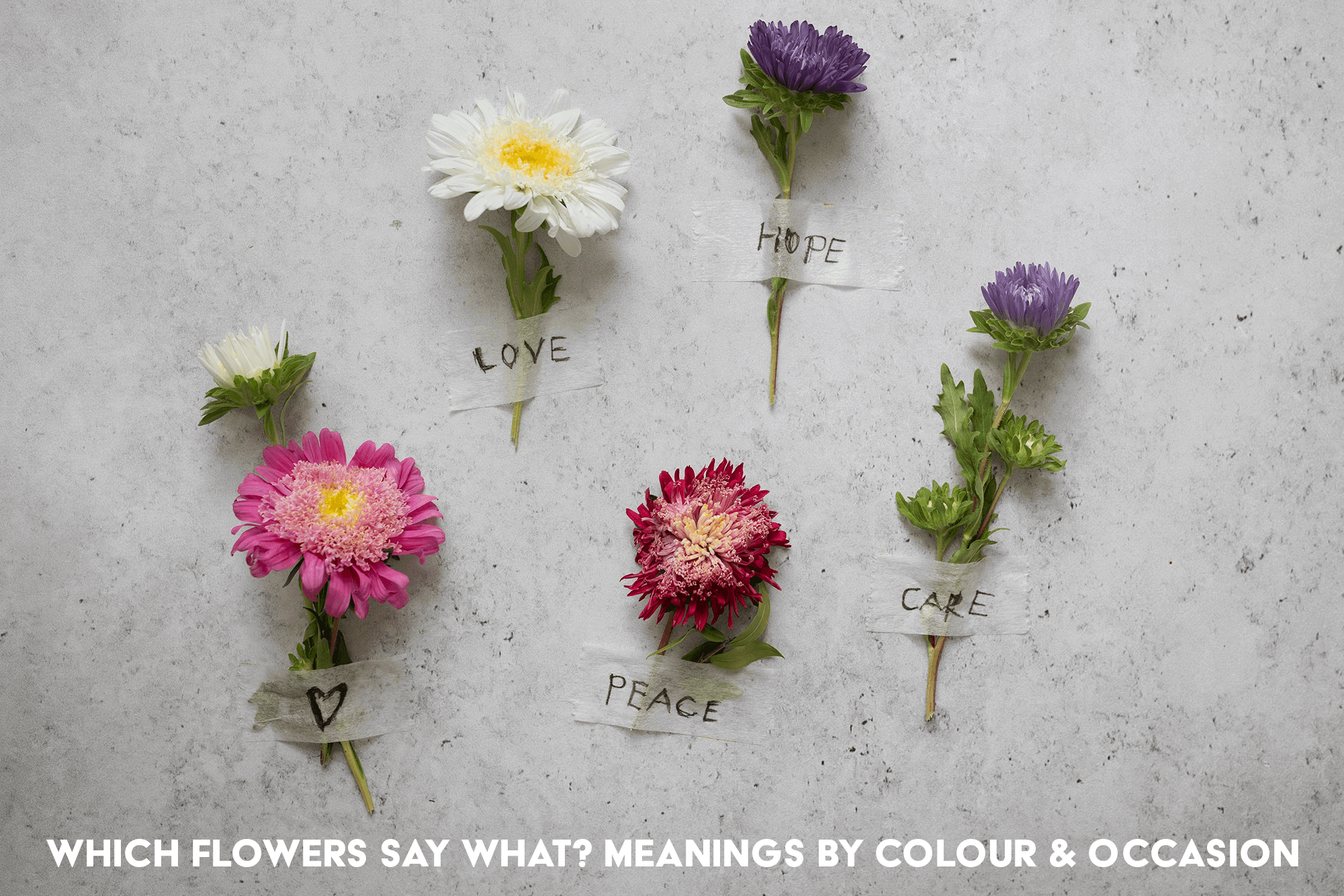 Which Flowers Say What? Meanings by Colour and Occasion