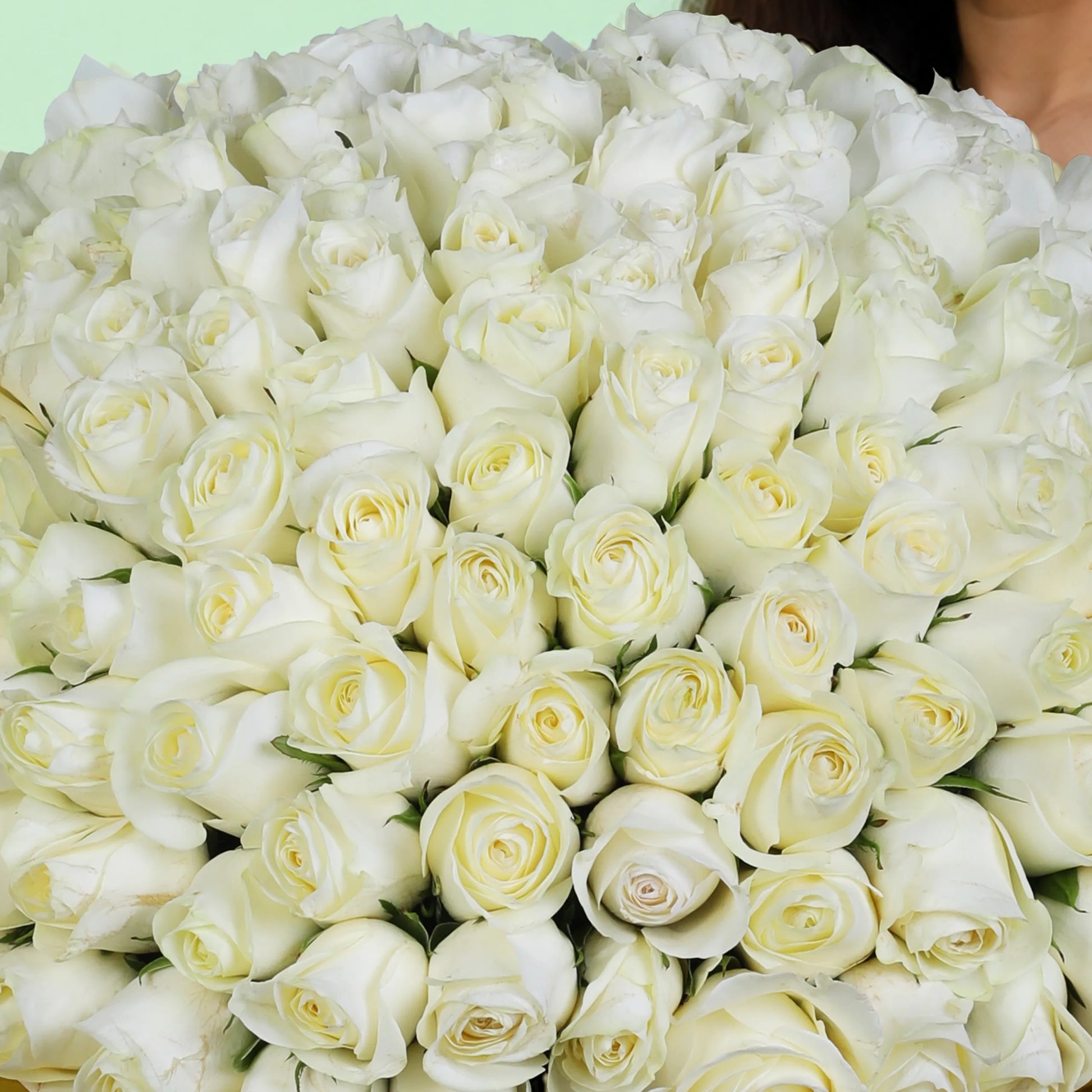 100 white roses hand bouquet with elegant wrapping for premium gifting