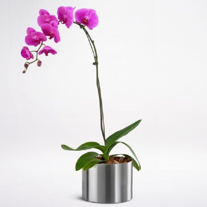 Phalaenopsis Purple Plant - Image 1