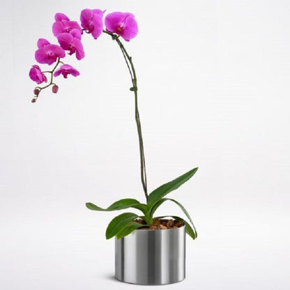 Phalaenopsis Purple Plant - Image 1