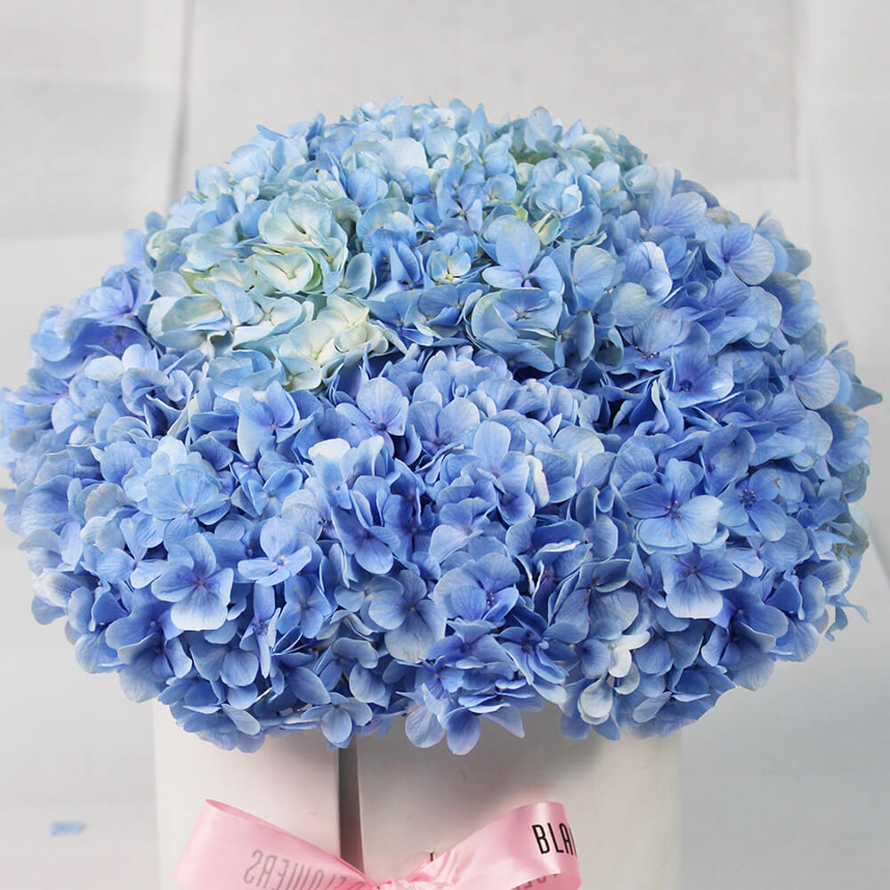 Hydrangea Harmony - Image 3