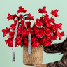 Red Velvet 50 Rose Basket