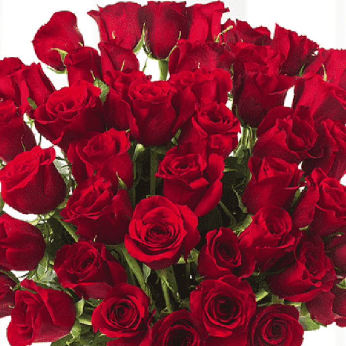 50 red roses arrangement in a transparent square glass vase.
