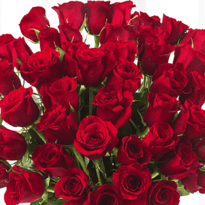 50 red roses arrangement in a transparent square glass vase.

