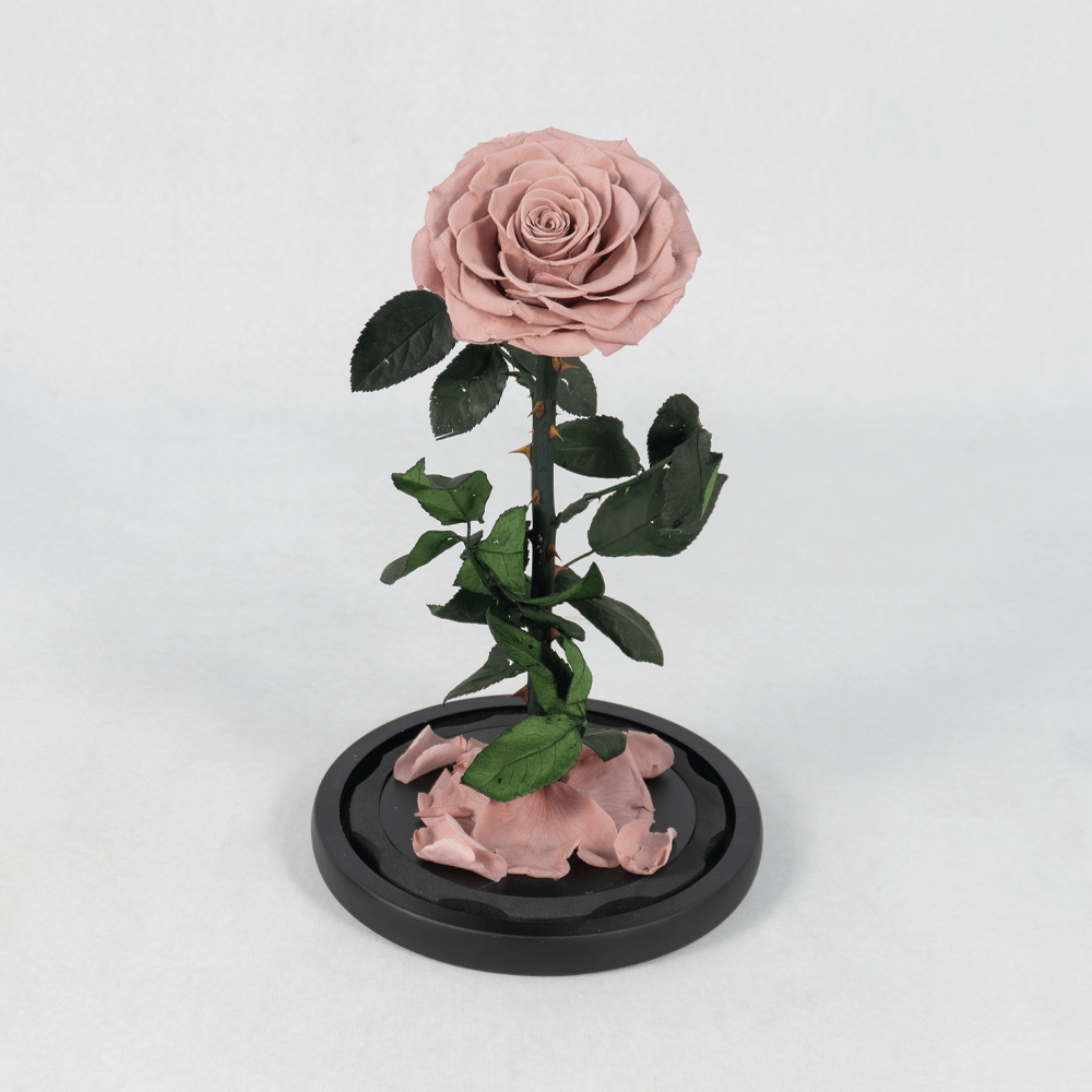 Pink preserved rose displayed in an elegant glass dome