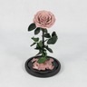 A Timeless Bloom - Preserved Rose