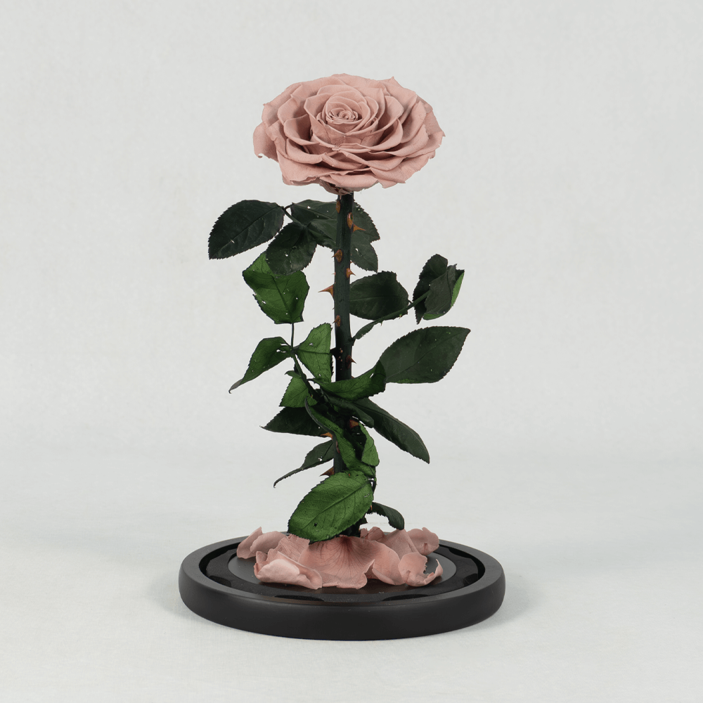 Pink preserved rose displayed in an elegant glass dome