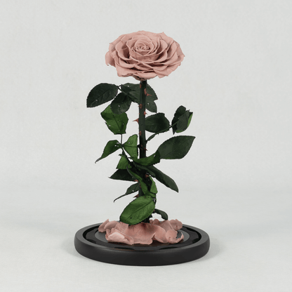 Pink preserved rose displayed in an elegant glass dome