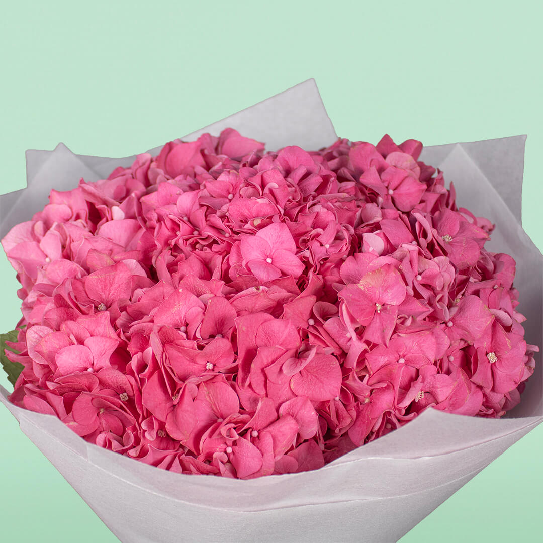 Bright pink hydrangeas wrapped in white non-woven paper with a brown ribbon
