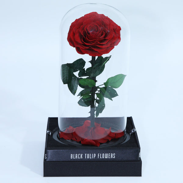 Preserved red rose displayed in an elegant glass dome