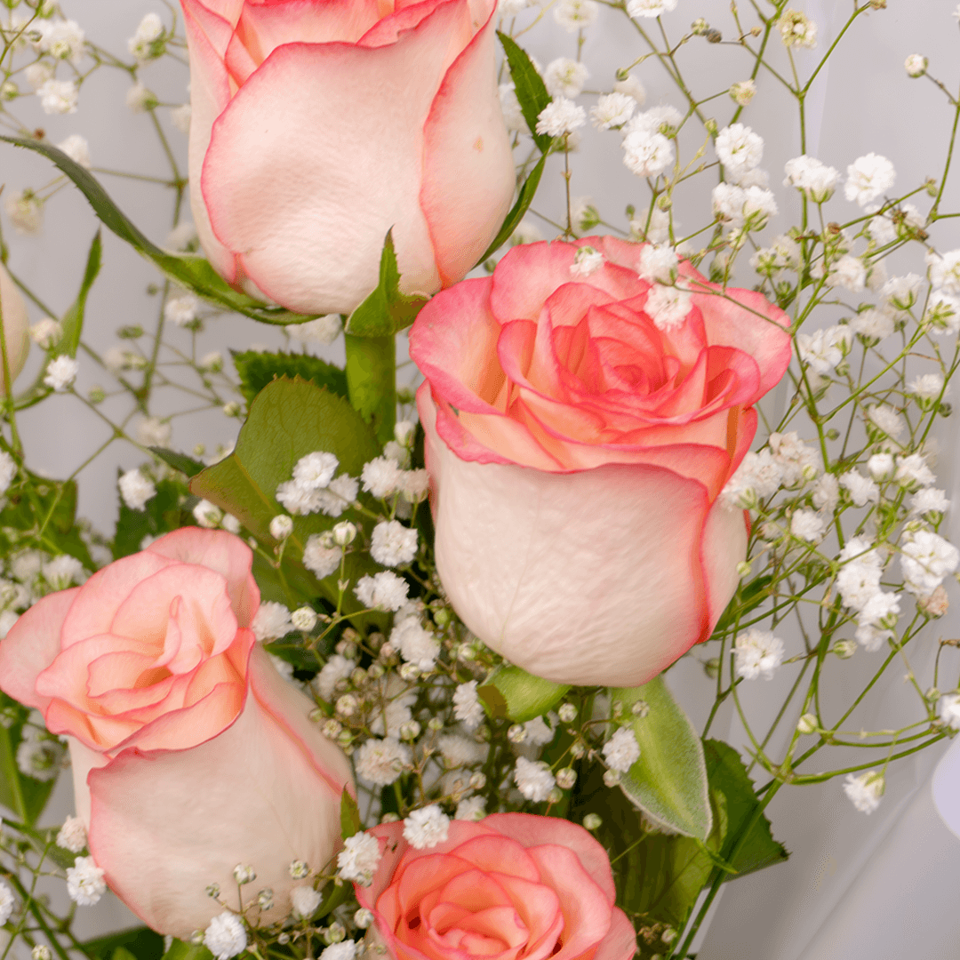 5 light pink rose bouquet with gypso in elegant Korean-style white wrap