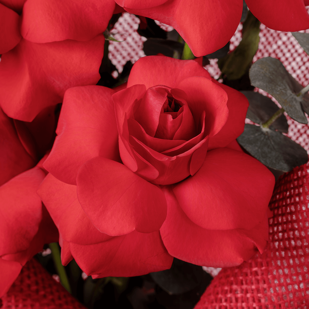 Red roses bouquet with eucalyptus in red wrapping.