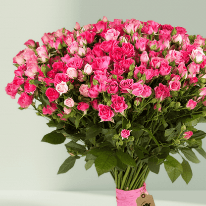 Large hand-tied bouquet of pink spray roses with fresh green foliage