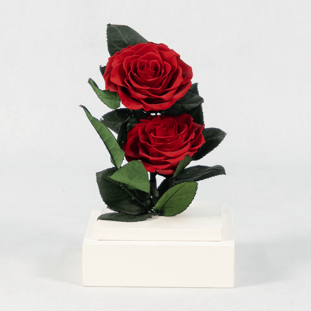 Preserved red roses in a acrylic box.