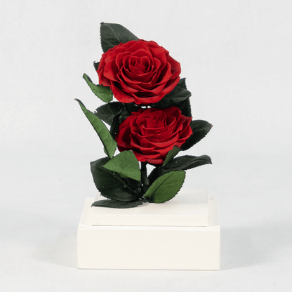 Preserved red roses in a acrylic box.