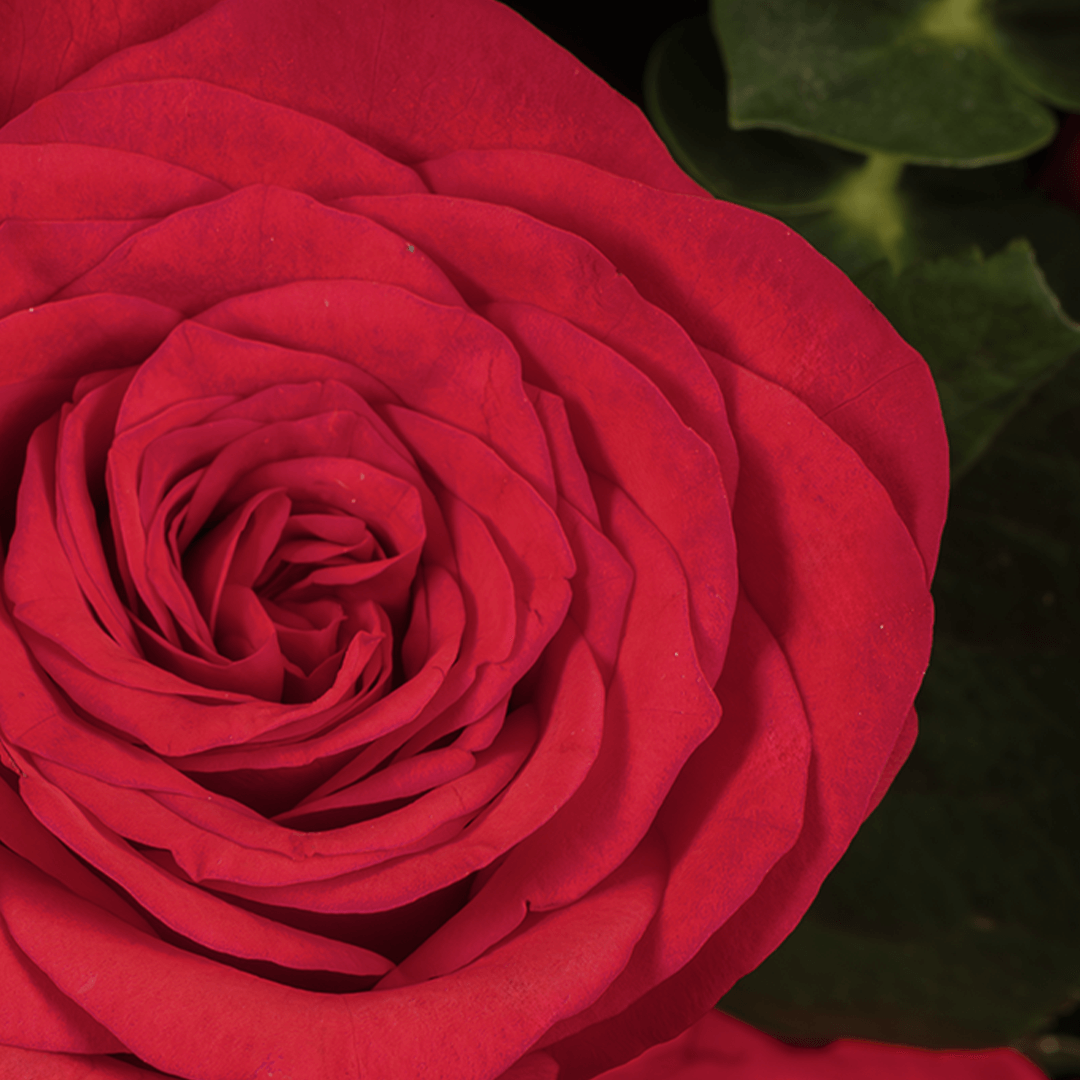 7 red roses bouquet with eucalyptus in black wrapping