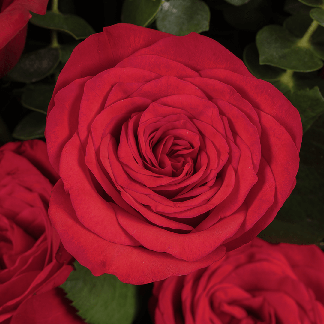 7 red roses bouquet with eucalyptus in black wrapping