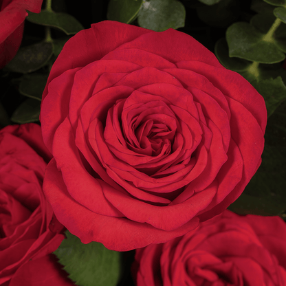 7 red roses bouquet with eucalyptus in black wrapping