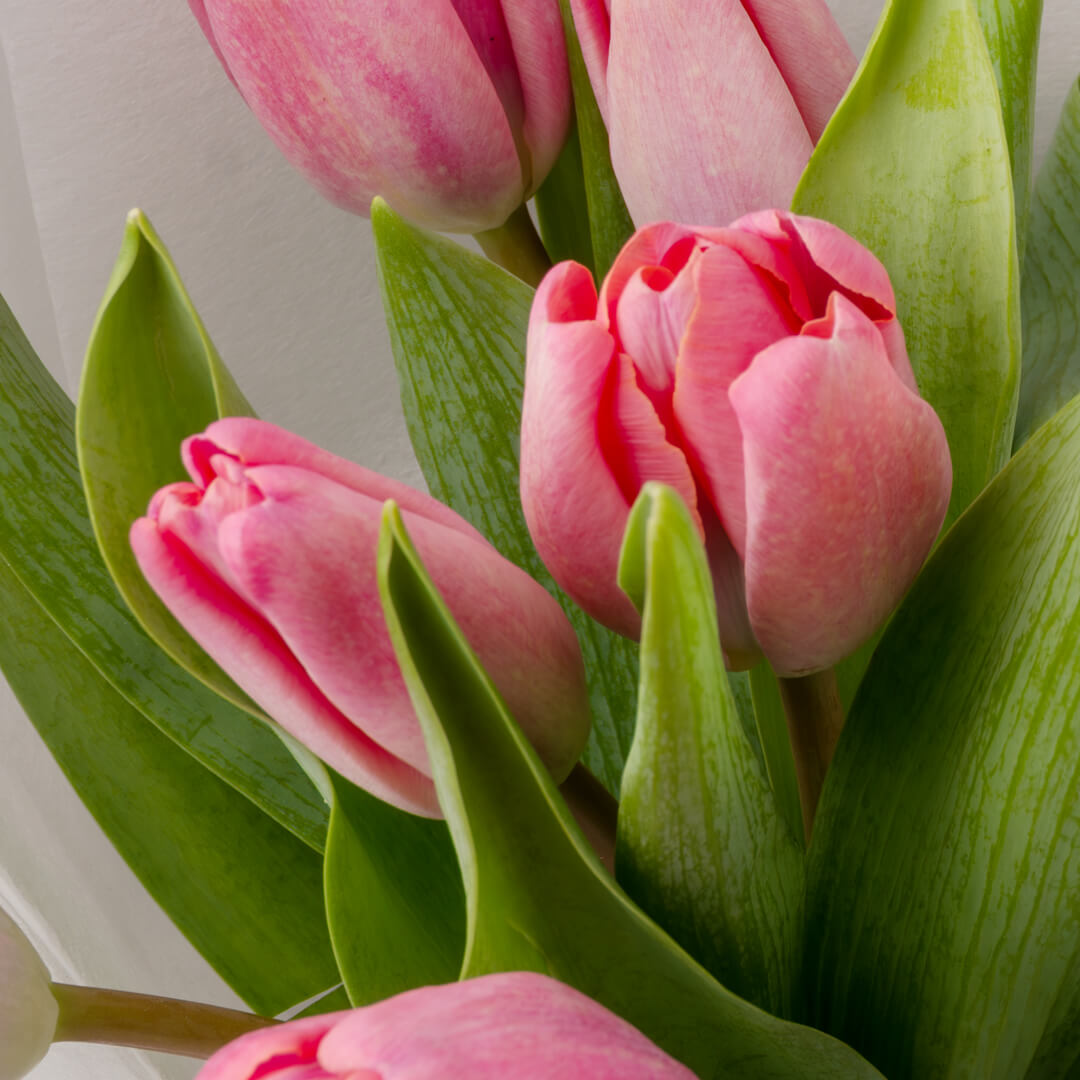 Bouquet of 10 pink Tulips with green leaves wrapped in white non-woven paper.