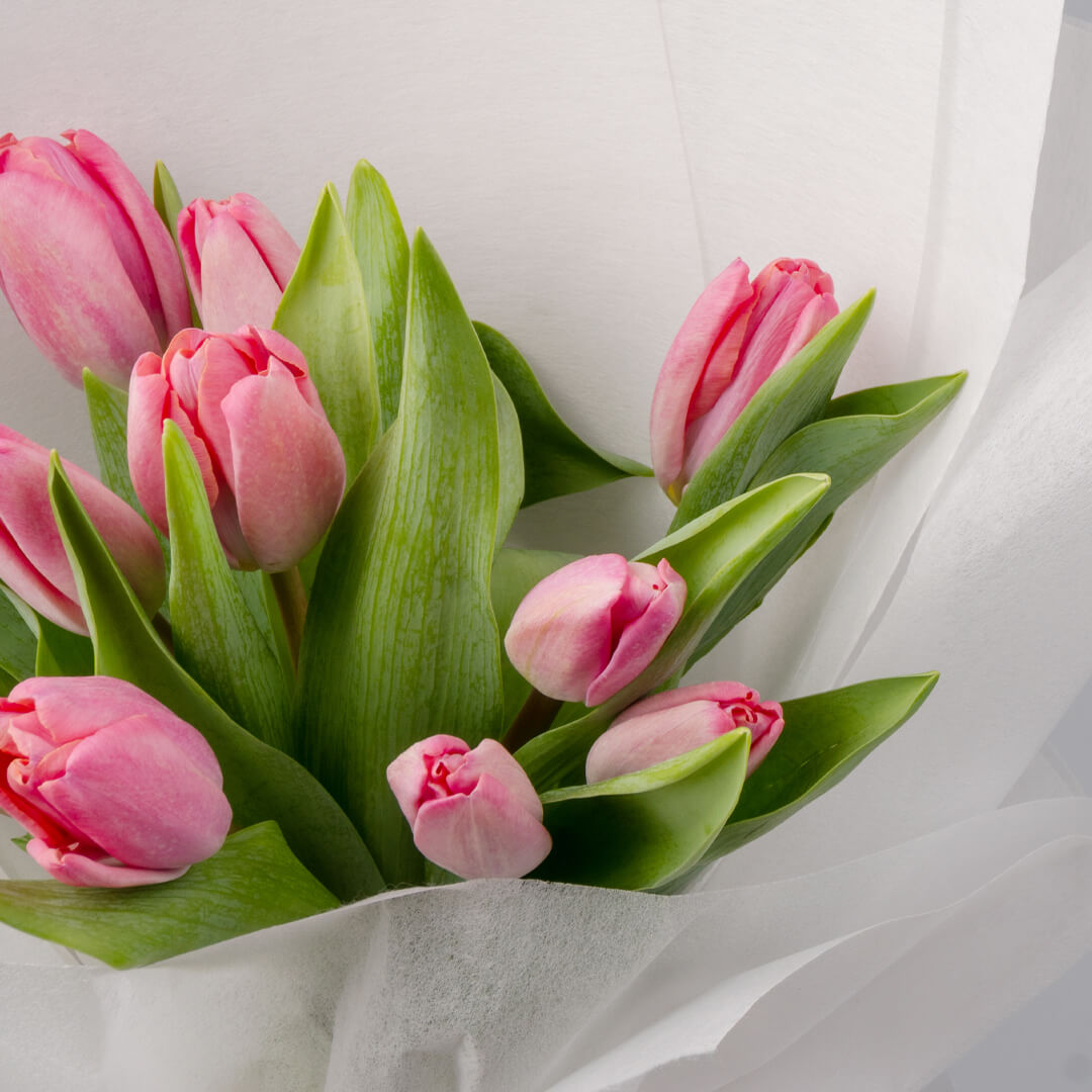 Bouquet of 10 pink Tulips with green leaves wrapped in white non-woven paper.