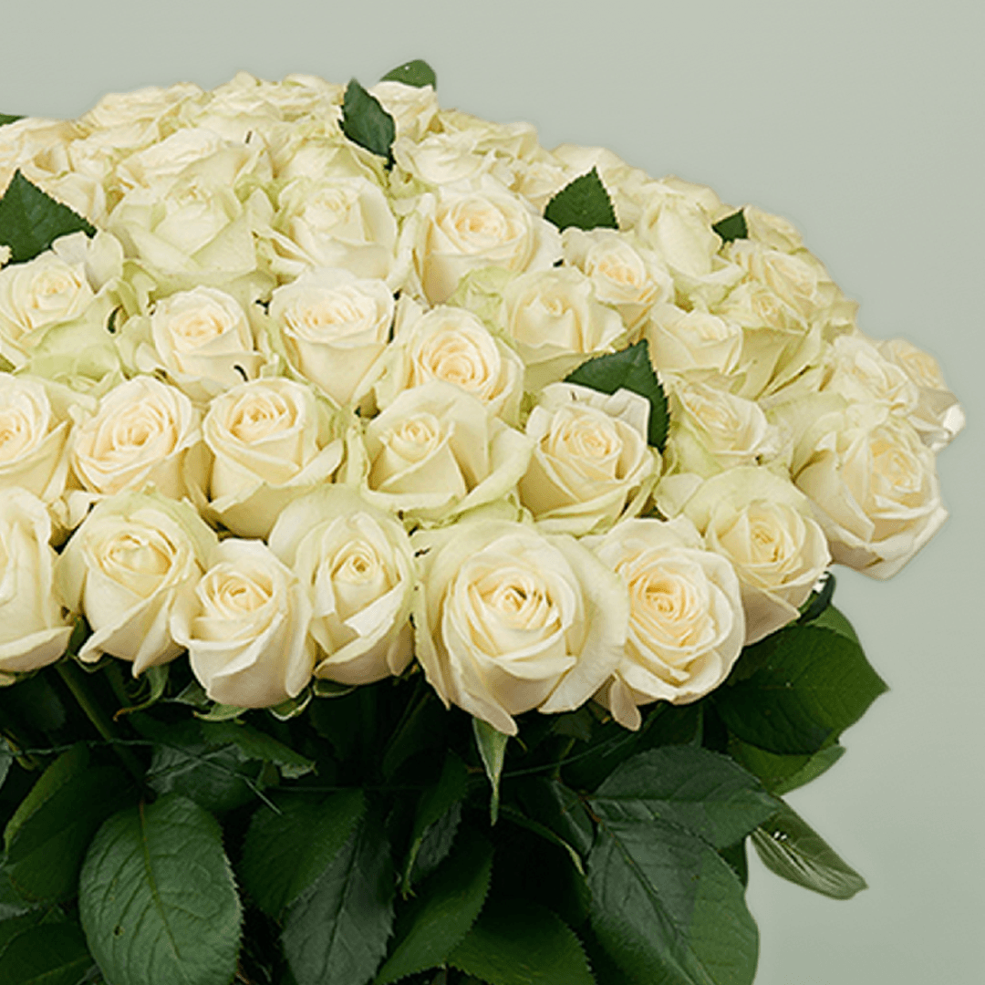 A hand-tied bouquet of 75 premium white roses.