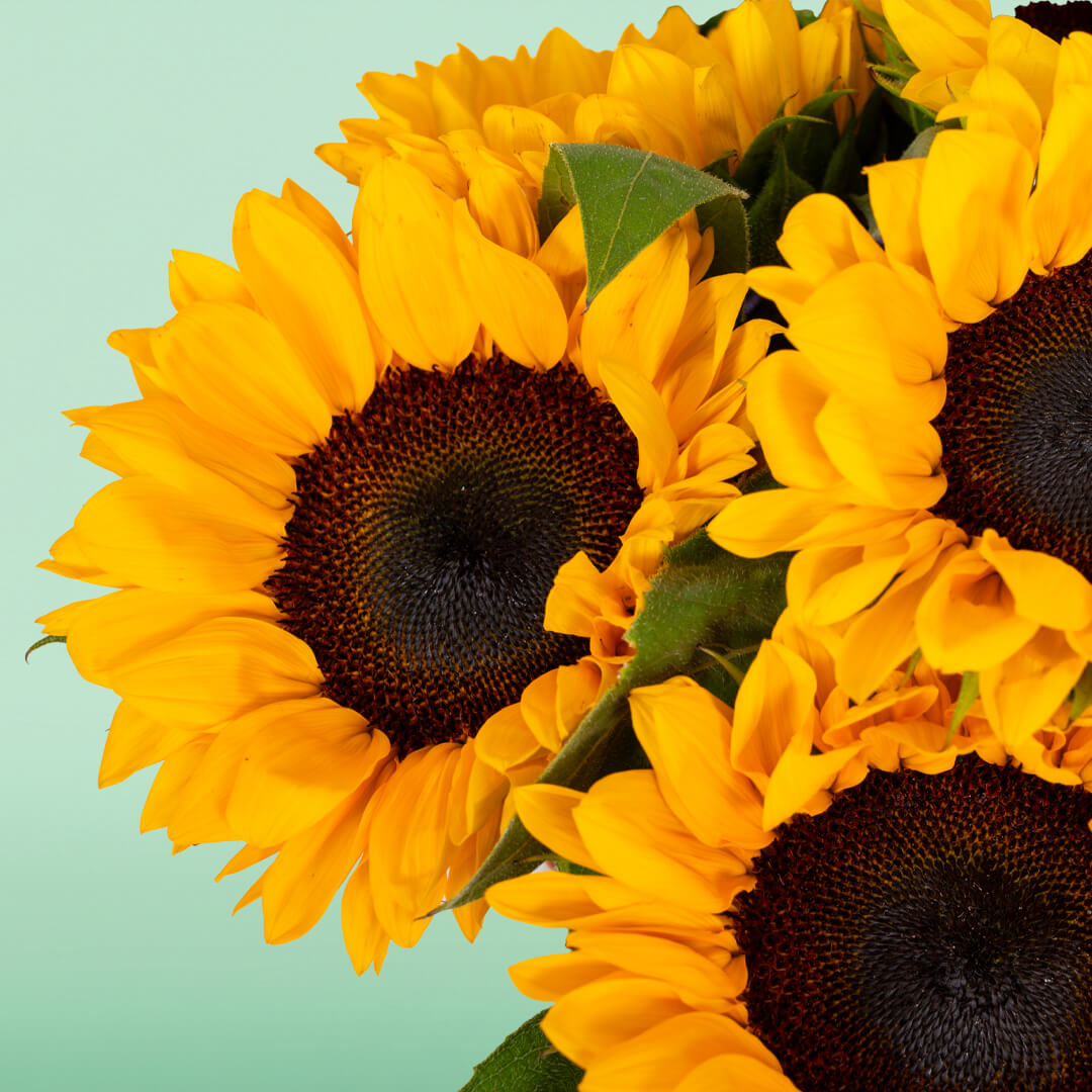 Fresh yellow sunflowers with green leaves arranged in a woven basket