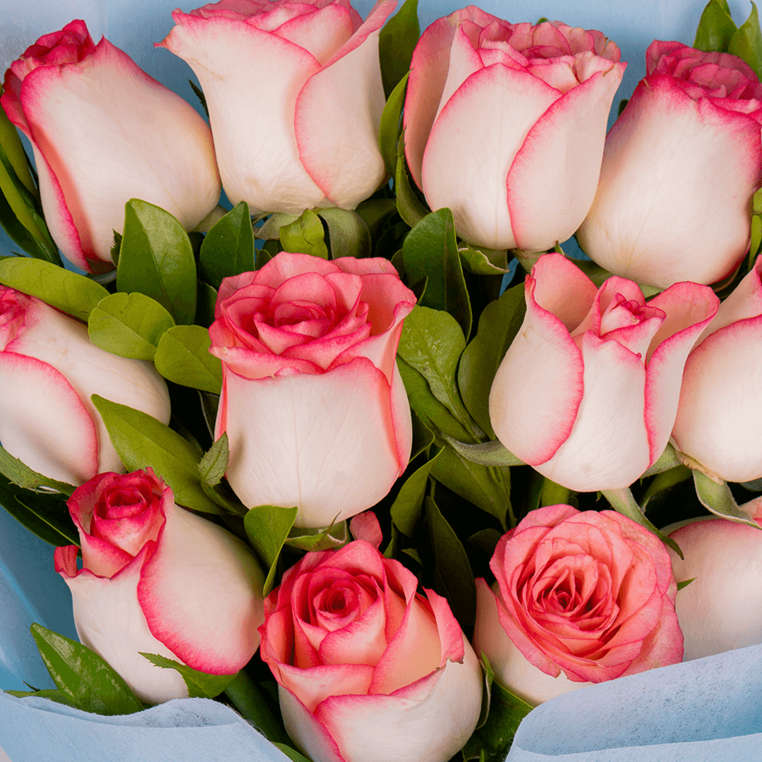 Pink Roses Bouquet arranged with 12 pink roses with green foliage