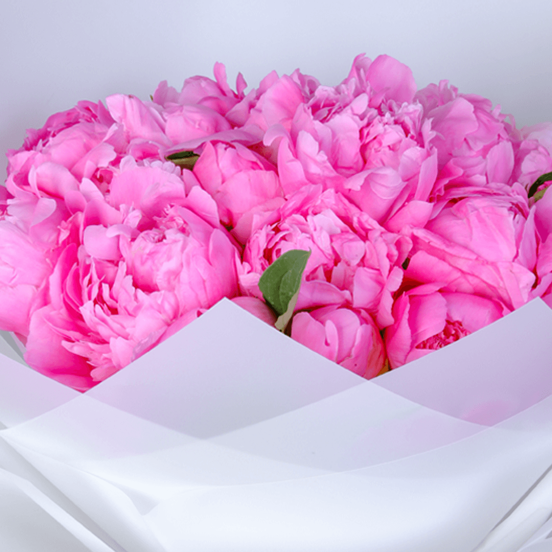 Bouquet of fresh pink peonies with soft blush petals in a white wrap