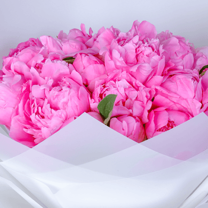 Bouquet of fresh pink peonies with soft blush petals in a white wrap