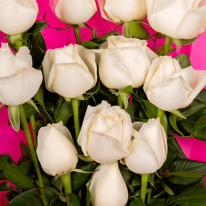Classic 12 White Roses Bouquet arranged with 12 white roses with deep green foliage